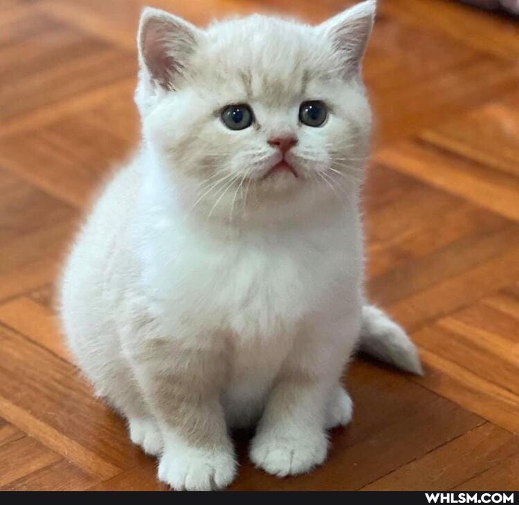 cats, puppy, caturday