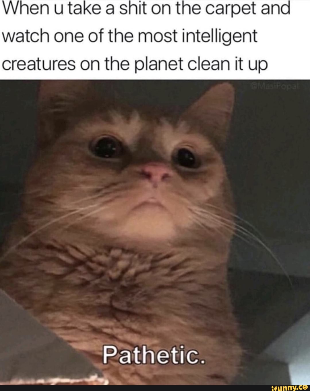 When u take a snit on the carpet and watch one of the most intelligent
creatures on the planet clean it up
Pathetic.
