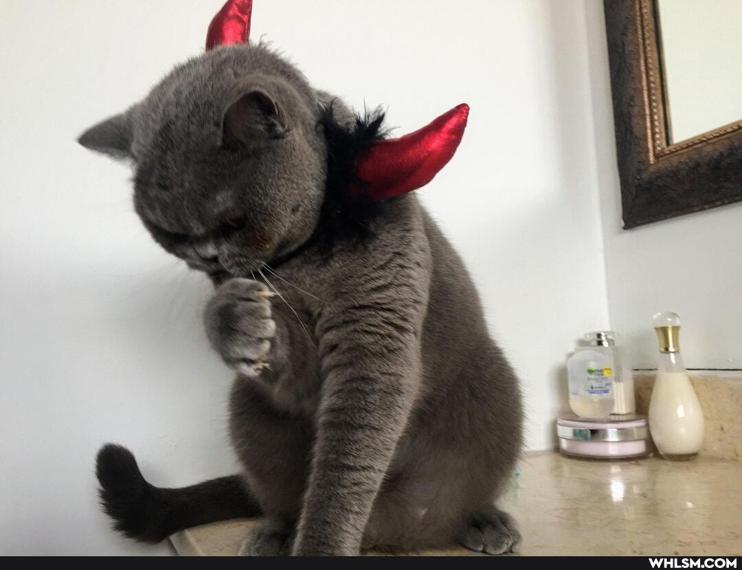 cat, aww