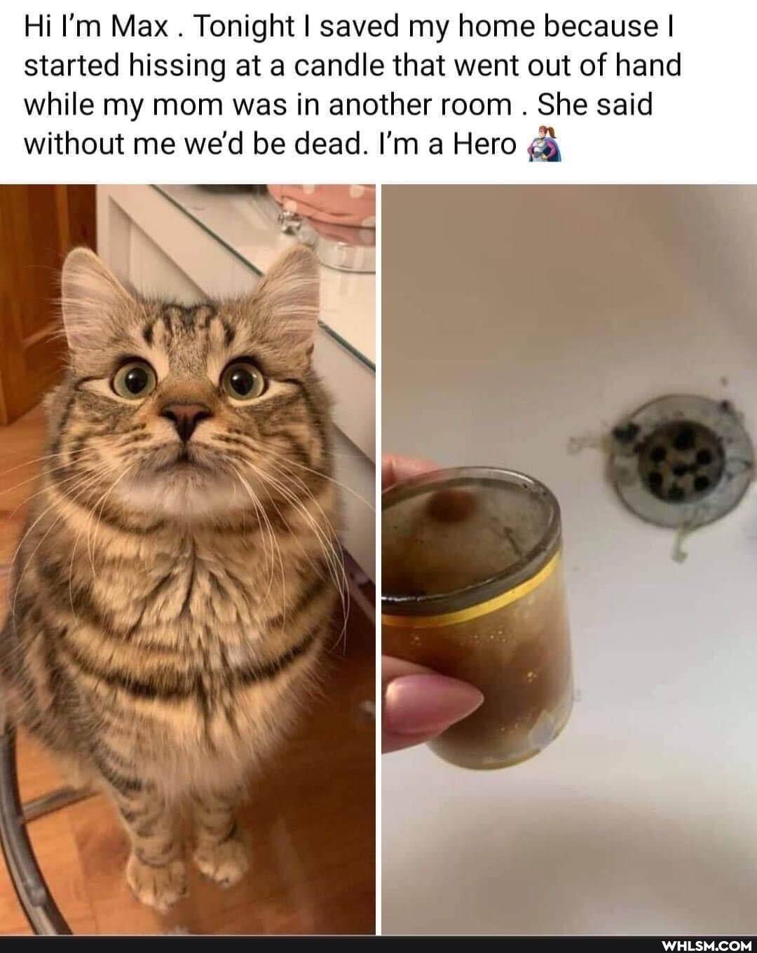 Hi I'm Max . Tonight I saved my home because I started hissing at a candle that went out of hand while my mom was in another room She said without me we'd be dead. I'm a Hero