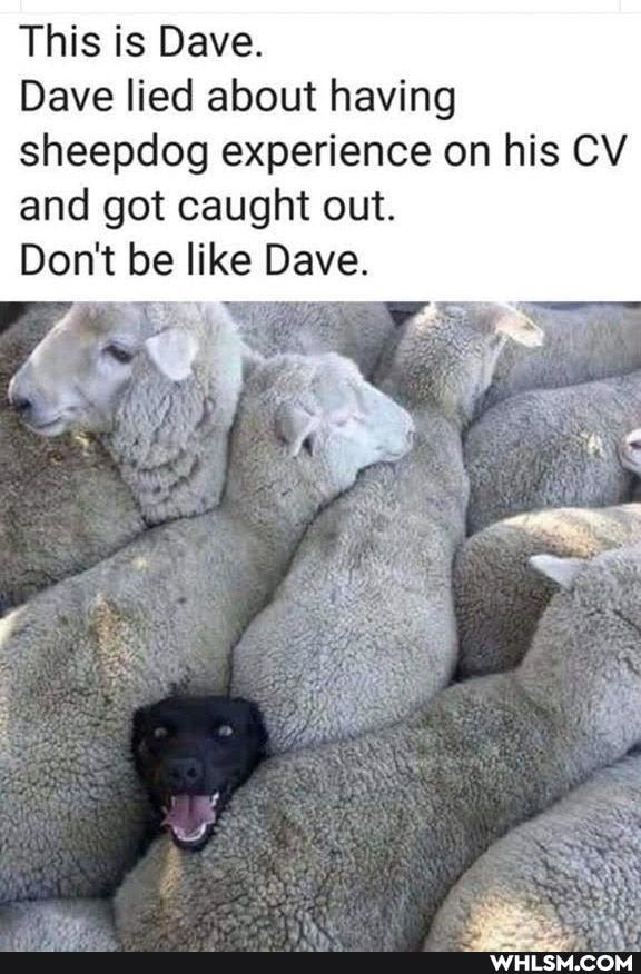 This is Dave.
Dave lied about having sheepdog experience on his CV and got caught out.
Don't be like Dave.