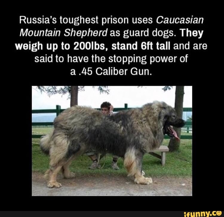 Russia S Toughest Prison Uses Caucasian Mountain Shepherd As Guard Dogs They Weigh Up To 200lbs Stand 6ft Tall And Are Said To Have The Stopping Power Of A 45 Caliber Gun Ifunny,Oven Roasted Tri Tip Recipe