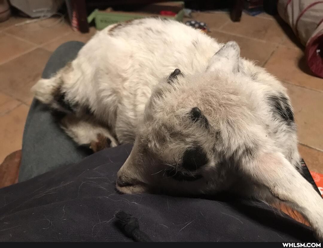 cat, kitten, baby_animals, rescue_dog, baby_goats
