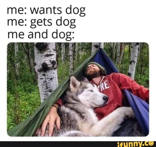 me: wants dog
me: gets dog
me and dog: