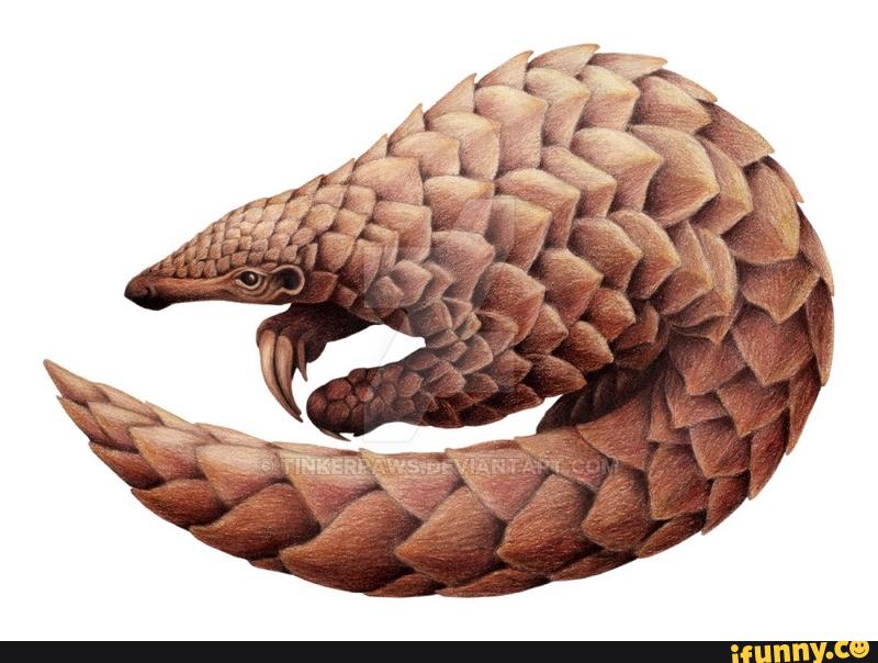 pangolin