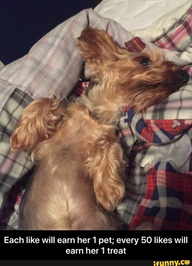 Each like will earn her pet; every 50 likes will earn her treat - Each like will earn her 1 pet; every 50 likes will earn her 1 treat