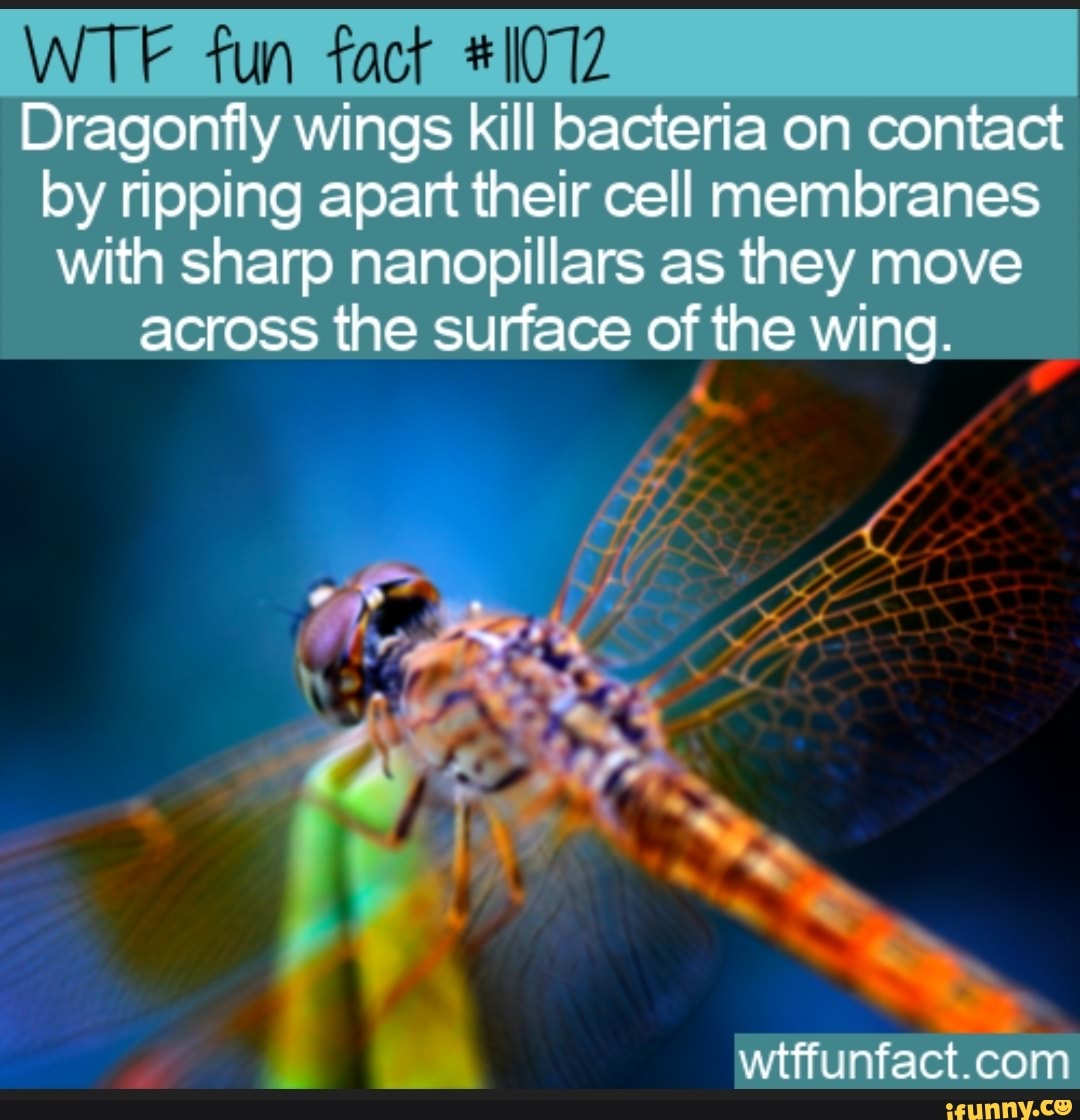 WTF fun fact #11072