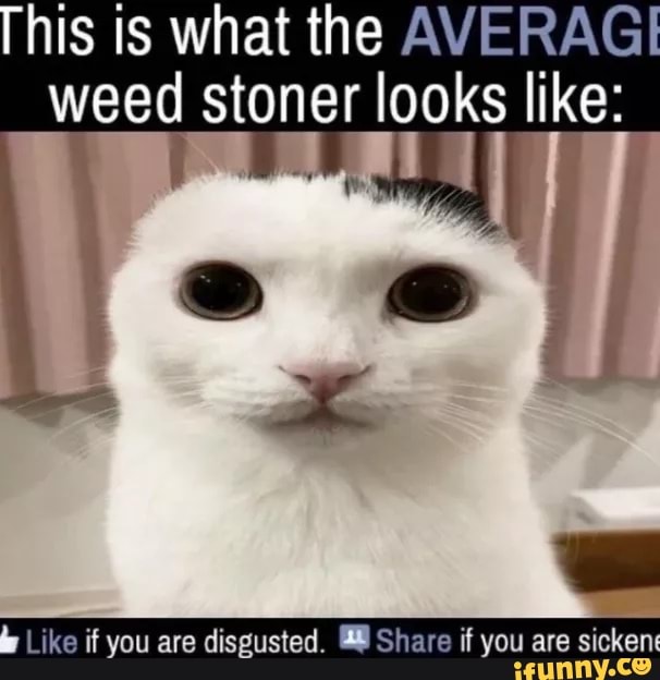 stoner cat meme