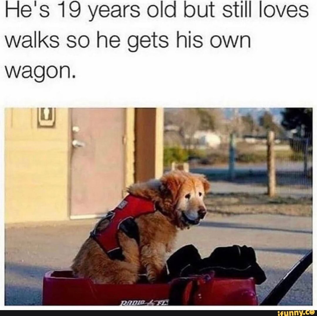 He's 19 years old but still loves
walks so he gets his own
wagon.