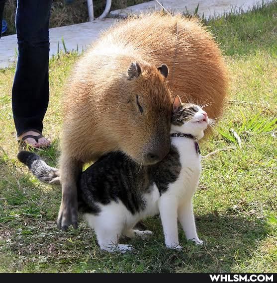 capybara, mildly_interesting