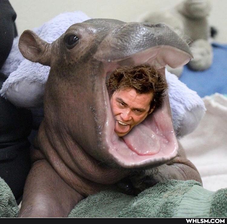 photoshop, ace_ventura, photoshop_battles, hippo