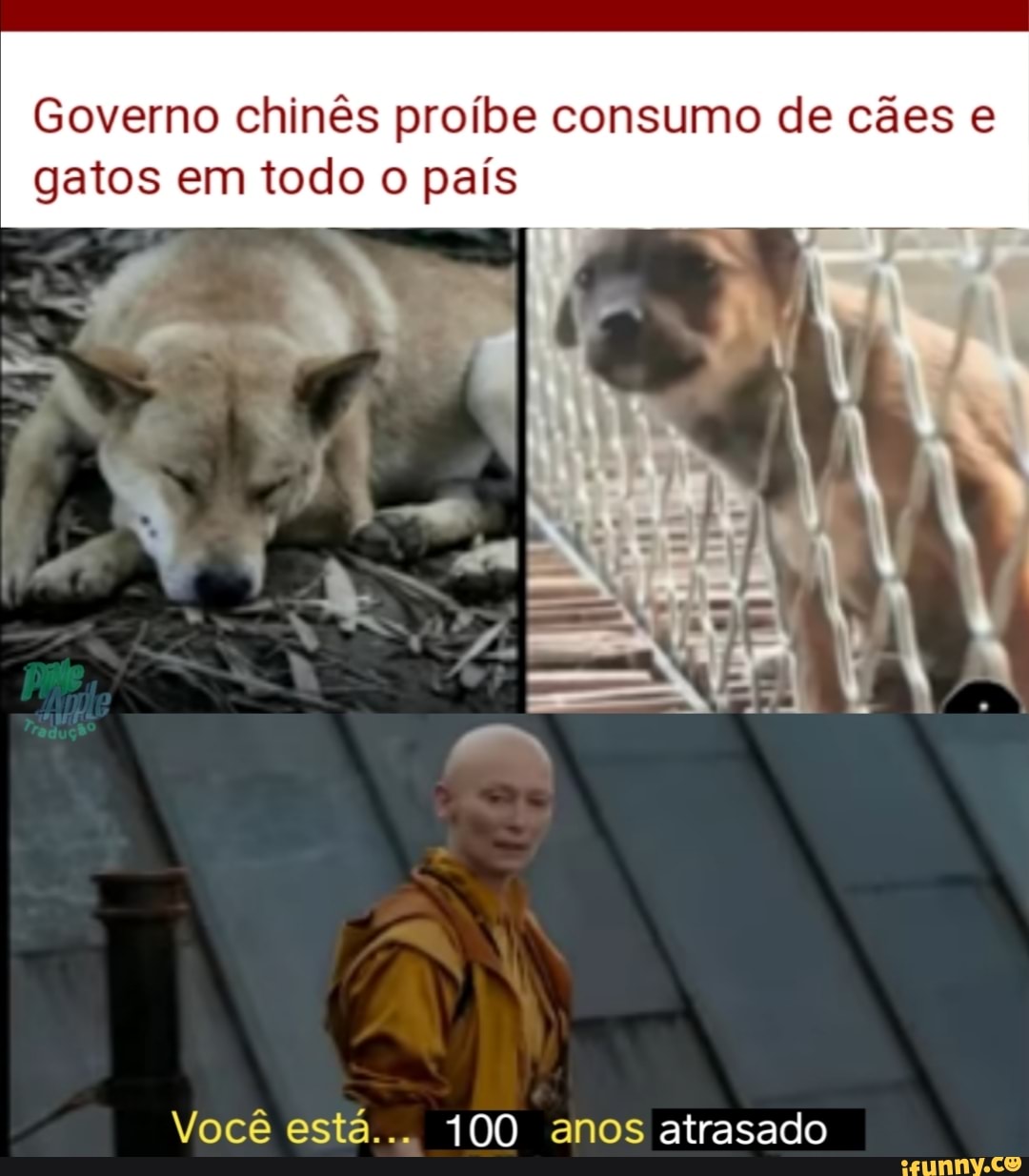 Governo chinês proíbe consumo de cães e gatos em todo o país
Você está... 100 anos atrasado