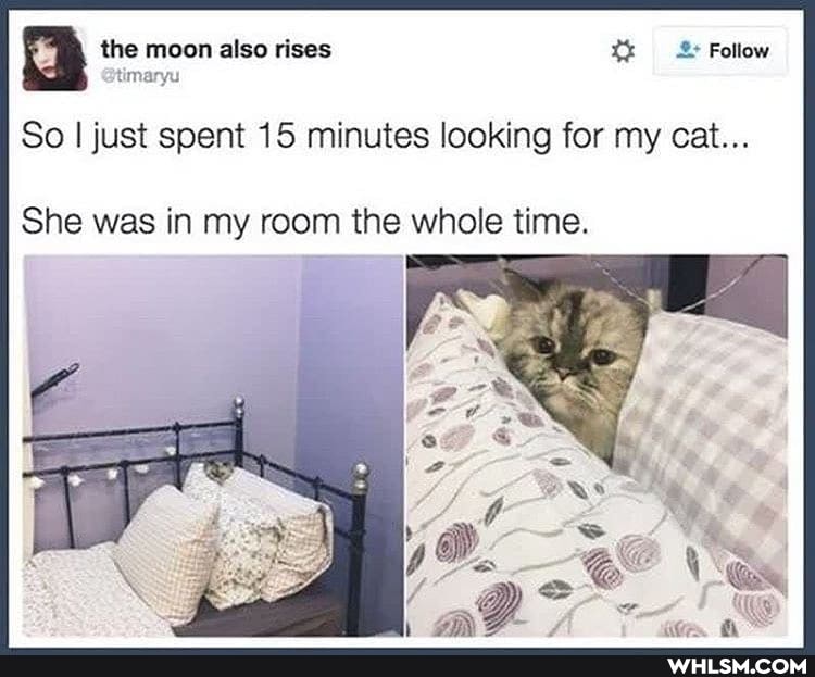 the moon also rises Follow
So I just spent 15 minutes looking for my cat...
She was in my room the whole time.
Ss