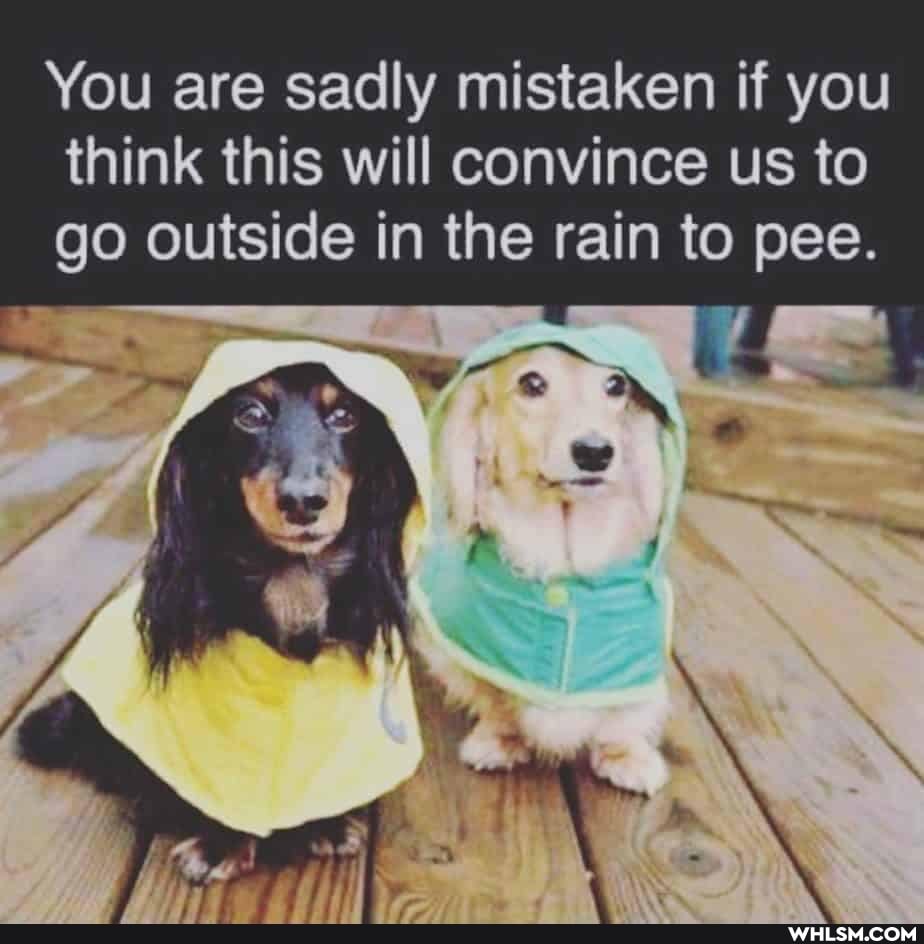 You are sadly mistaken if you think this will convince us to go outside in the rain to pee.