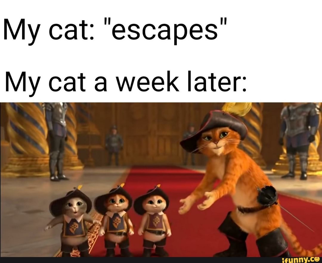 My cat: "escapes"
My cat a week later:
ail
