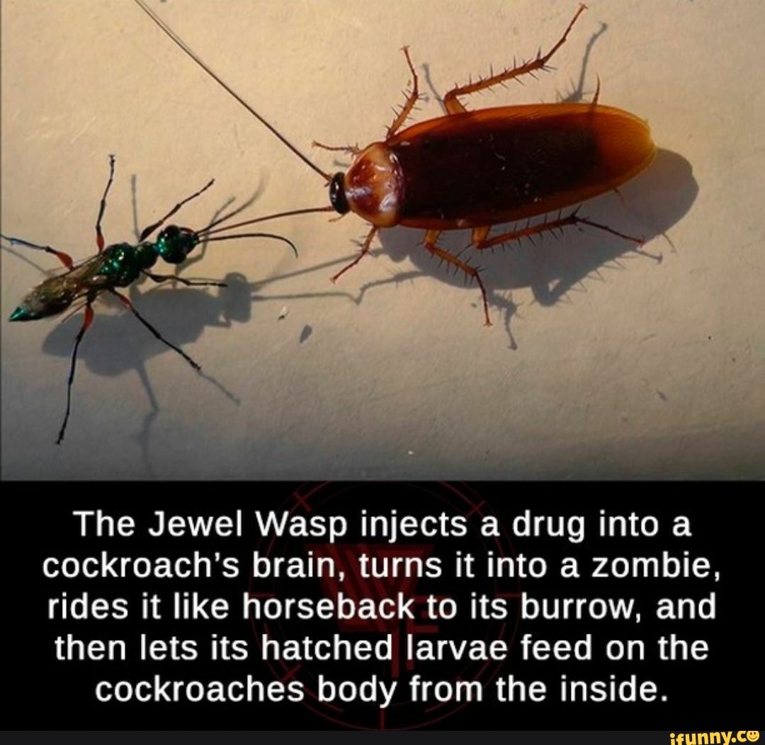 The Jewel Wasp Injects A Drug Into A Cockroachs Brain Turns It Into A Zombie Rides It Like
