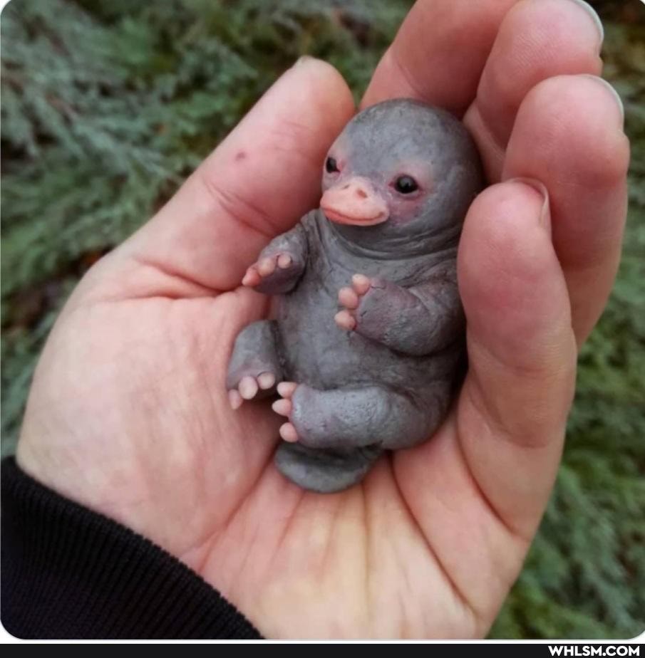 mildly_interesting, baby_animals, fake, puggles