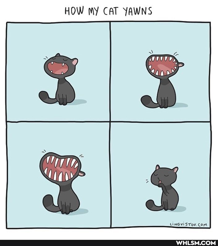 HOW my CAT YAWNS