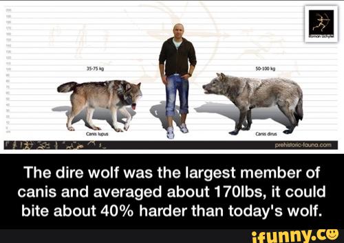 The dire wolf was the largest member of canis and averaged about 170lbs ...