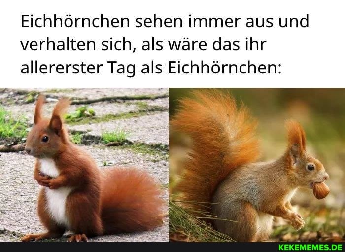 Eichhörnchen sehen immer aus und verhalten sich, als wäre das ihr allererster Tag als Eichhörnchen: