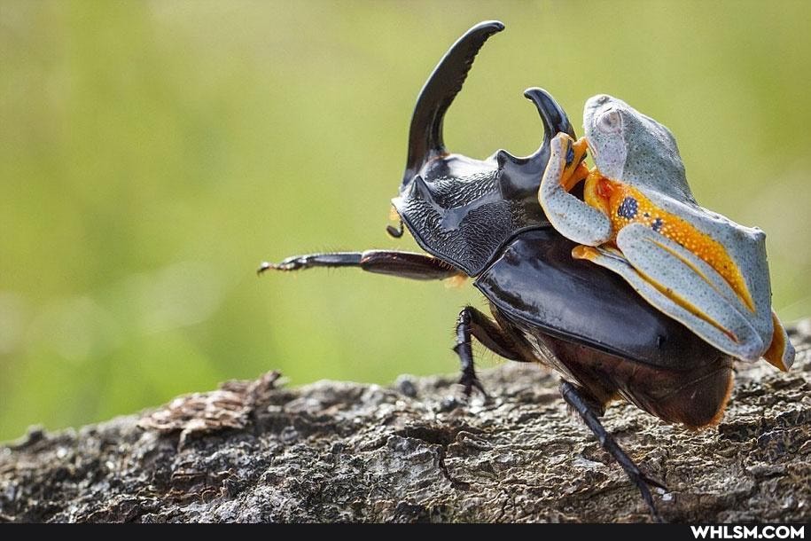 aww, awesome, frog