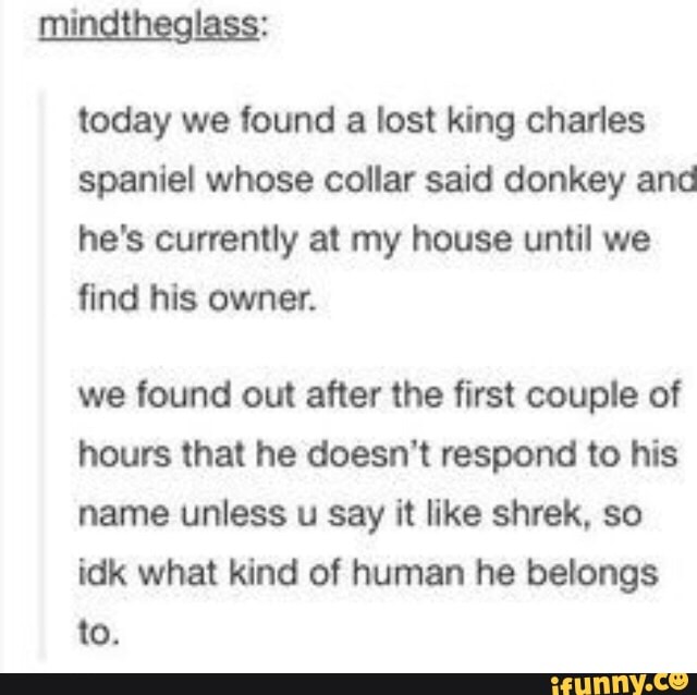 today we tound a lost king charles
spaniel whose collar said donkey and
he's currently at my house until we
find his owner.
we found out after the first couple of
hours that he doesn't respond to his
name unless u say it like shrek, so
idk what kind of human he belongs
to.
