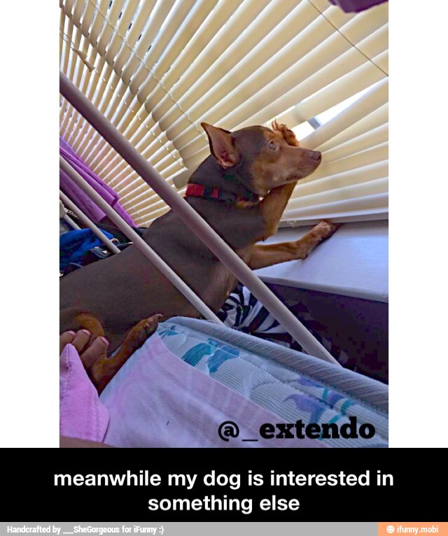 meanwhile my dog is interested in
something else - meanwhile my dog is interested in something else