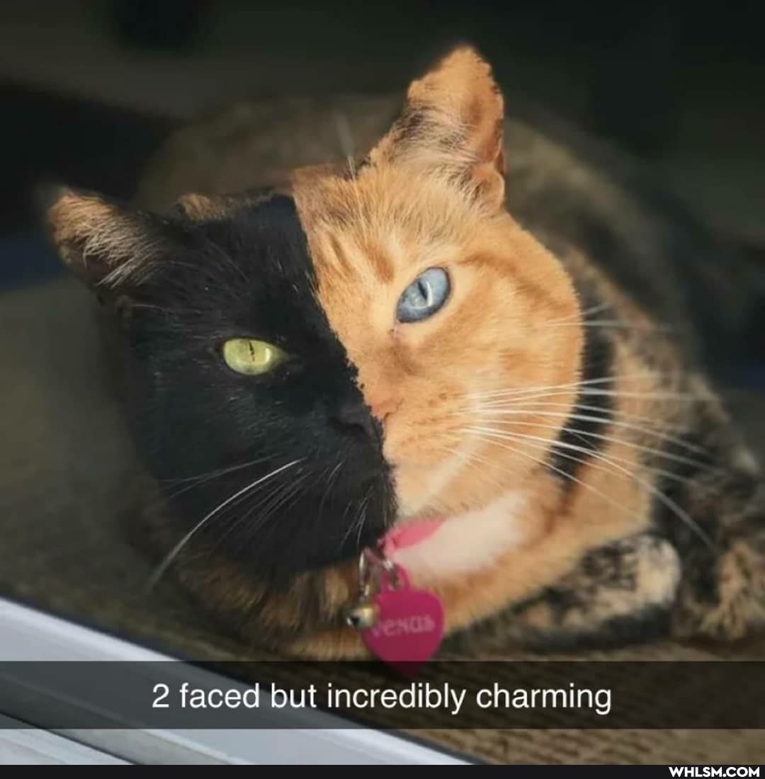 2 faced but incredibly charming