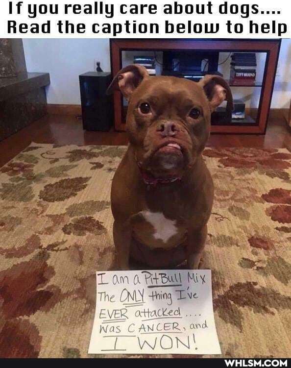If you really care about dogs....
Read the caption below to help
thing
CANCER,