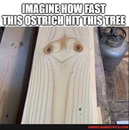 IMAGINE HOW ,FAST,
(THIS: OSTRIGH HITTHIS TREE