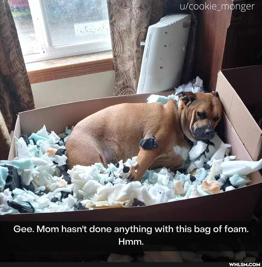 ufcookie_m
Gee. Mom hasn't done anything with this bag of foam.
Hmm.