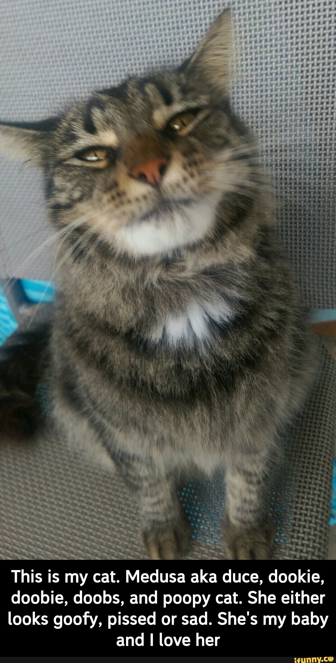 This is my cat. Medusa aka duce, dookie,
doobie, doobs, and poopy cat. She either
looks goofy, pissed or sad. She's my baby and love her - This is my cat. Medusa aka duce, dookie, doobie, doobs, and poopy cat. She either looks goofy, pissed or sad. She's my baby and I love her