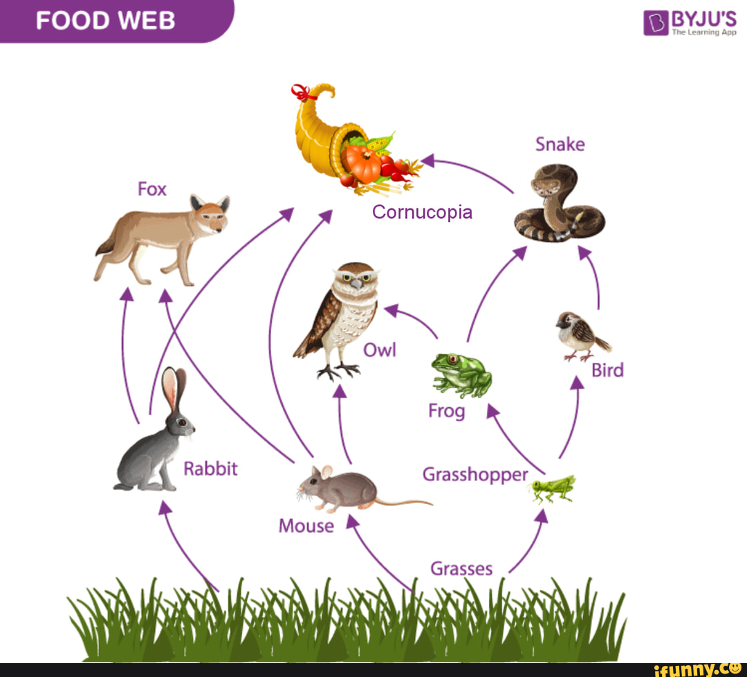 FOOD WEB BYJU'S Snake Fox Cornucopia Ow! ne Bird Frog } Grassh opper