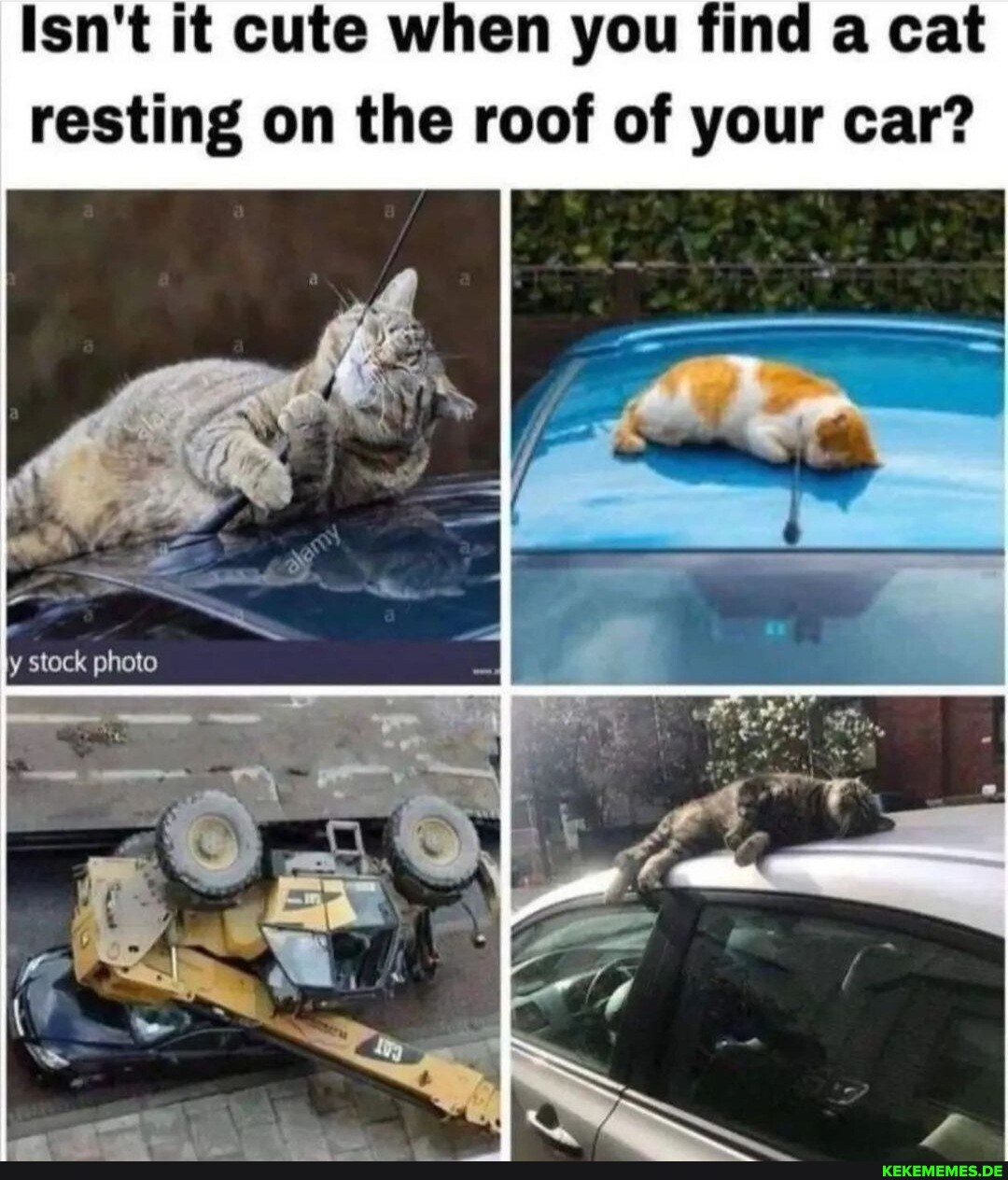 Isn't it cute when you find a cat resting on the roof of your car?