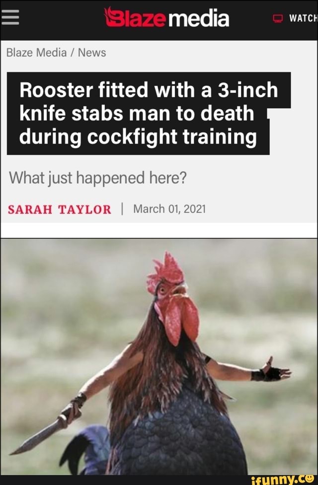 media
WATCE
Blaze Media / News
Rooster fitted with a 3-inch knife stabs man to death during cockfight training
What just happened here?
SARAH TAYLOR I March 01, 2021
he