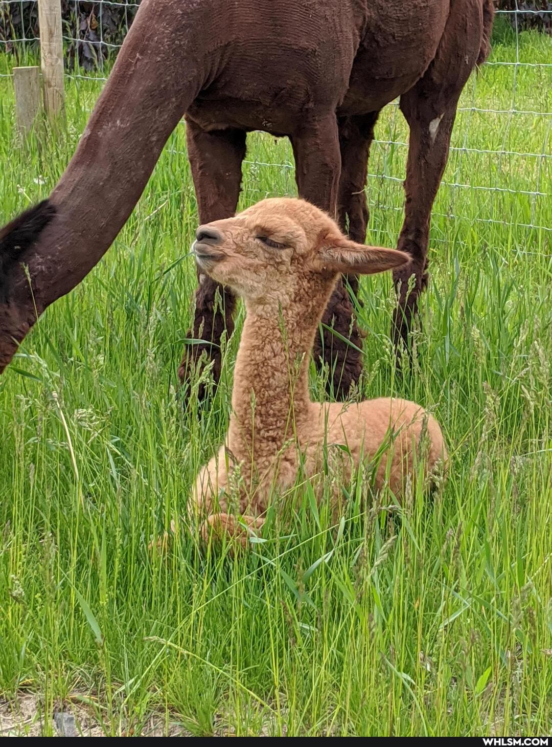 alpaca, aww, baby_animals
