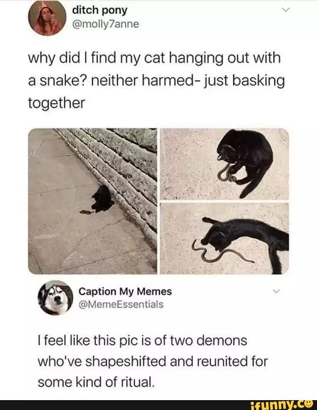 why did I find my cat hanging out with
a snake? neither harmed- just basking
together
I feel like this pic is of two demons
who've shapeshifted and reunited for
some kind of ritual.