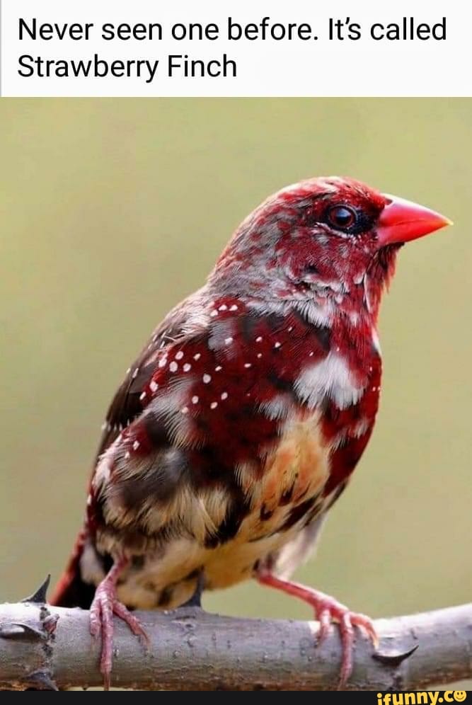 Never seen one before. It's called
Strawberry Finch