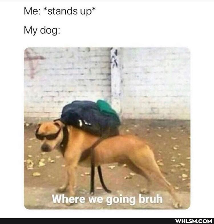 Me: *stands up*
My dog:
Where we going bruh