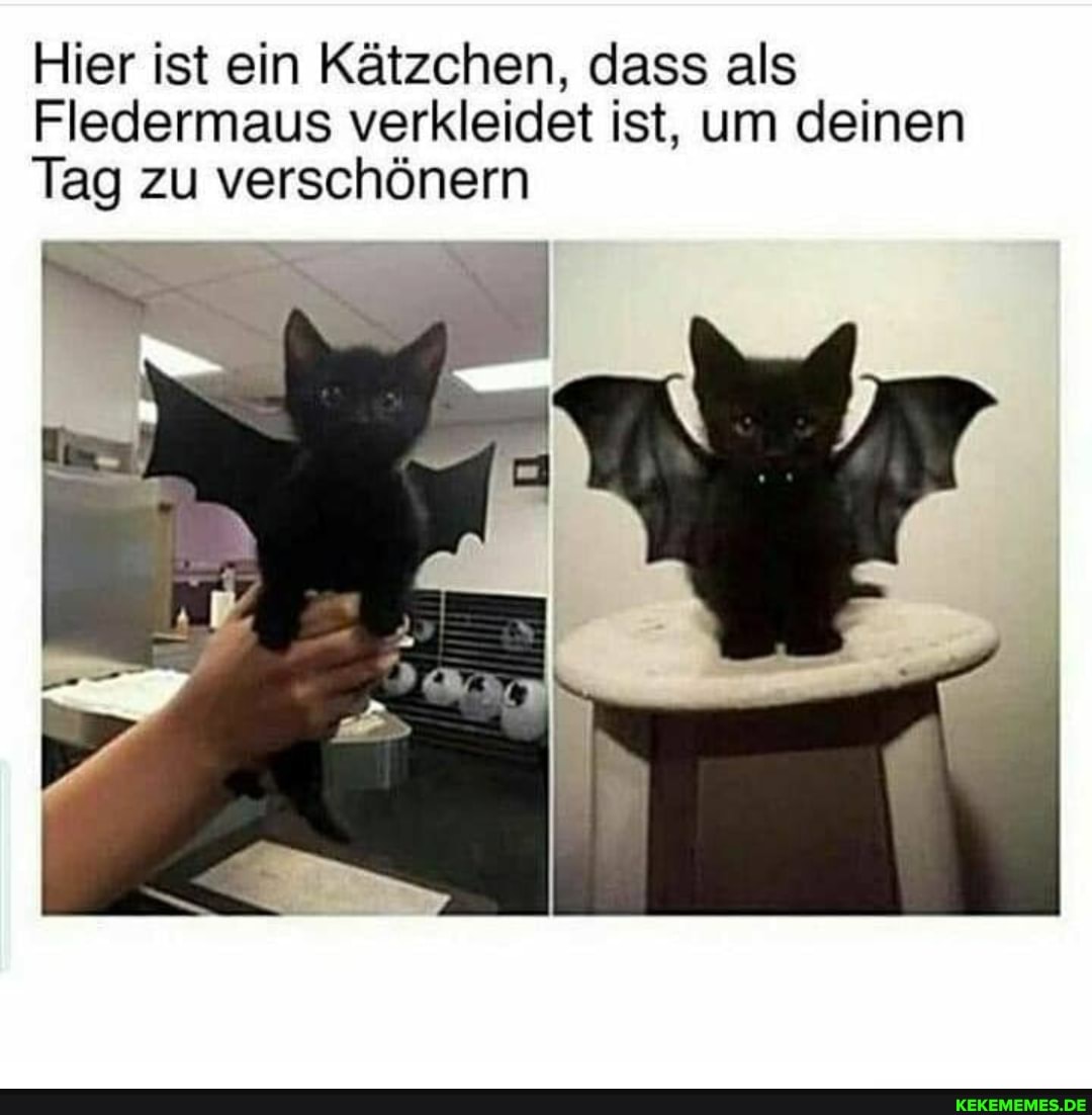 Hier ist ein Kätzchen, dass als
Fledermaus verkleidet ist, um deinen
Tag zu verschönern
