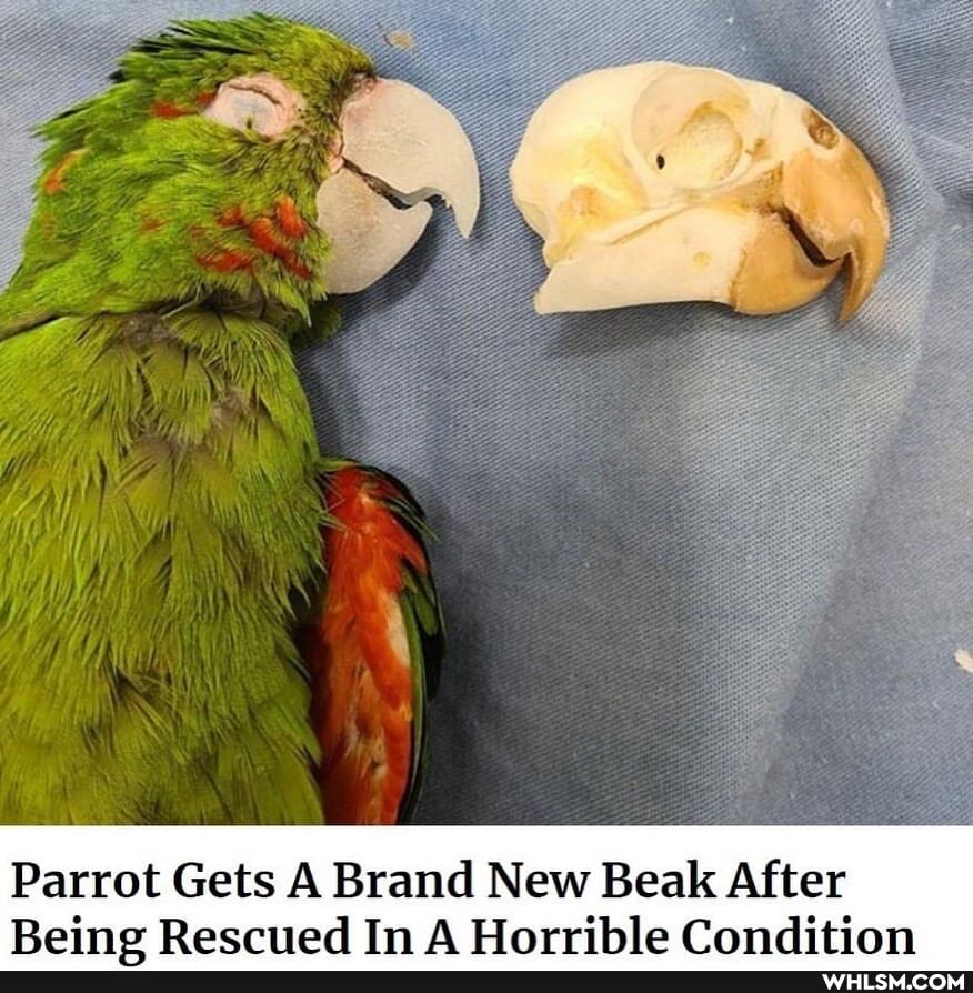 Parrot Gets A Brand New Beak After