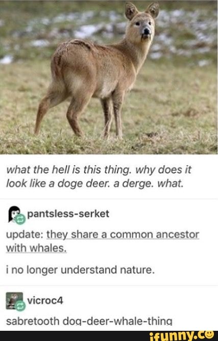what the hell is this thing. why does it
look like a doge deer. a derge. what.
update: they share a common ancestor
with whales,
ino longer understand nature.
sabretooth doa-deer-whale-thina