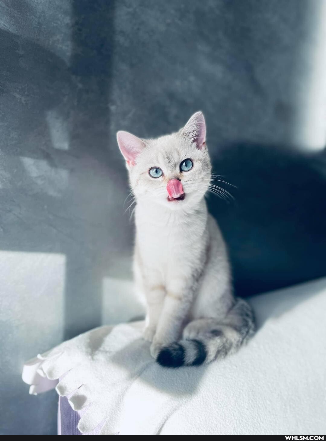 kittens, cats, beautiful