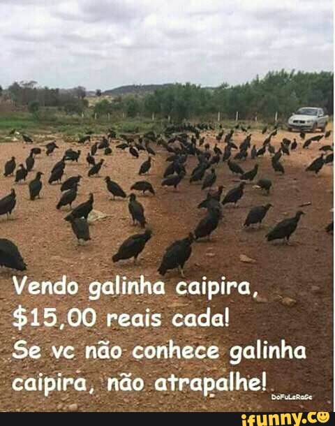 Vendo: galinha caipira,
$15, 00 reais cada!
"Se vc não-conhece galinha
caipira, não Epa TATA