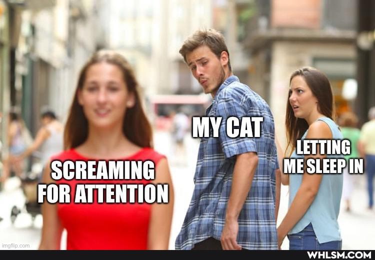 "MYCAT LETTING SCREAMING ME SLEEP IN
ATTENTION