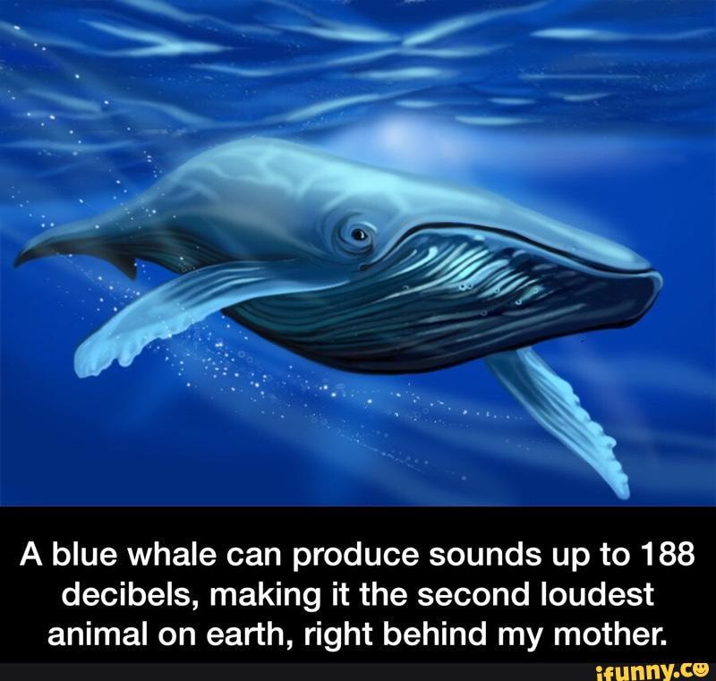 LOL!!! :) - A blue whale can produce sounds up to 188 decibels, making