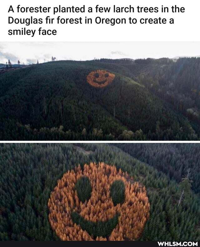 A forester planted a few larch trees in the
Douglas fir forest in Oregon to create a smiley face