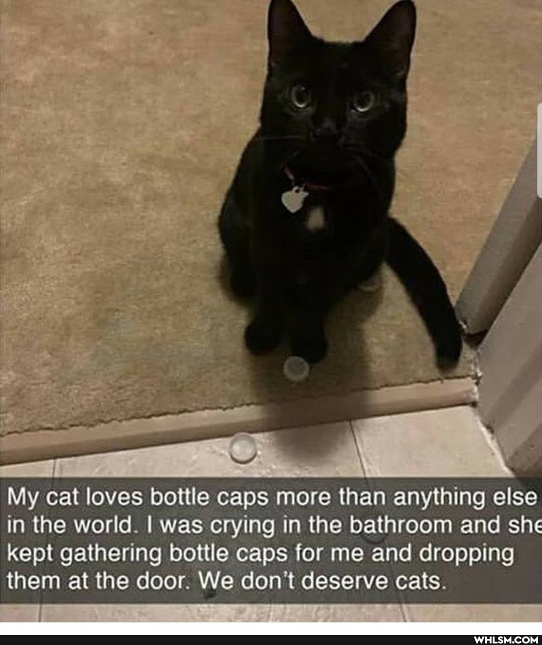 Viy cat loves bottle caps more than anything else in the world. I was crying in the bathroom and she kept gathering caps or me and dropping them at the door. We deserve cats.