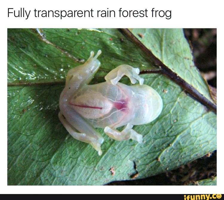 Fully Transparent Rain Forest Frog Ifunny