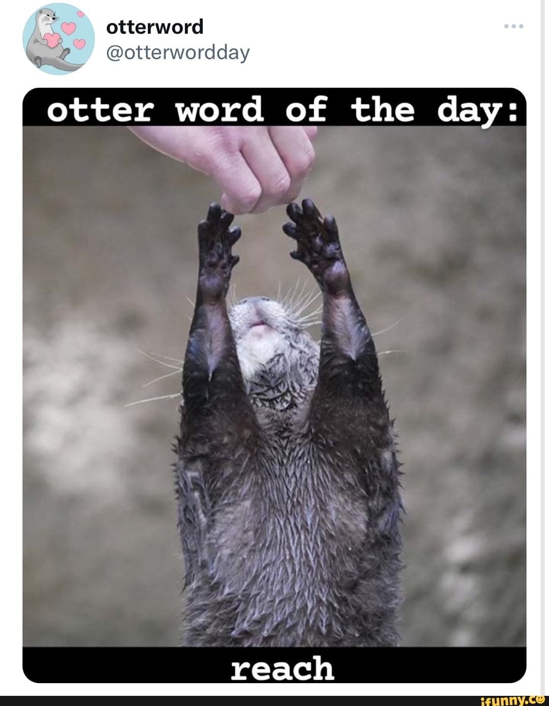 Otterword Bo @otterwordday otter word of the day: - iFunny